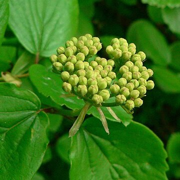 Viburnum ellipticum unspecified picture