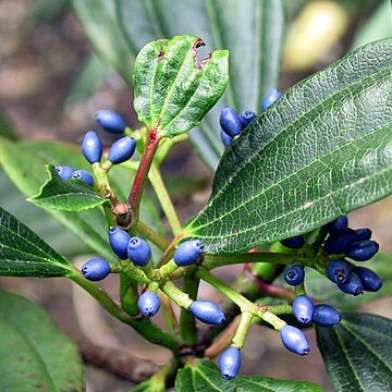 Viburnum davidii unspecified picture