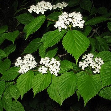 Viburnum wrightii unspecified picture