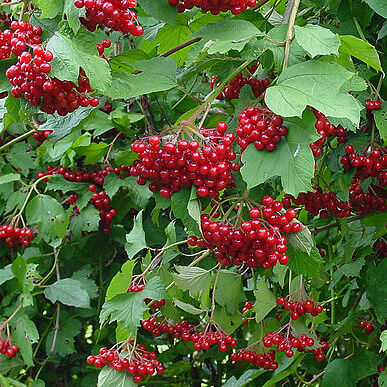 Viburnum unspecified picture