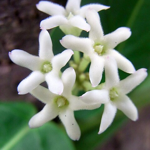 Marsdenia suaveolens unspecified picture