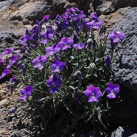 Viola palmensis unspecified picture