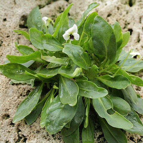 Viola pachyrrhiza unspecified picture