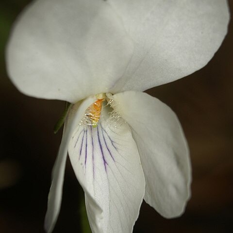 Viola alba subsp. scotophylla unspecified picture