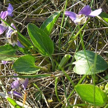 Viola ambigua unspecified picture