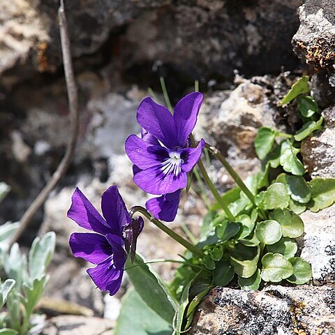 Viola alpina unspecified picture