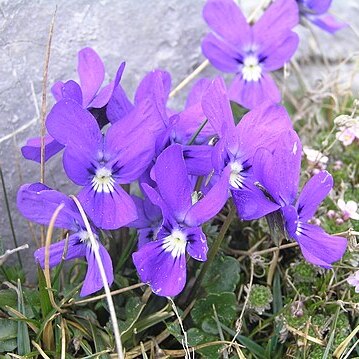 Viola alpina unspecified picture