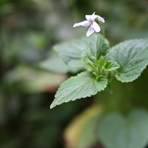 Viola abyssinica unspecified picture