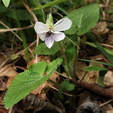 Viola yezoensis unspecified picture