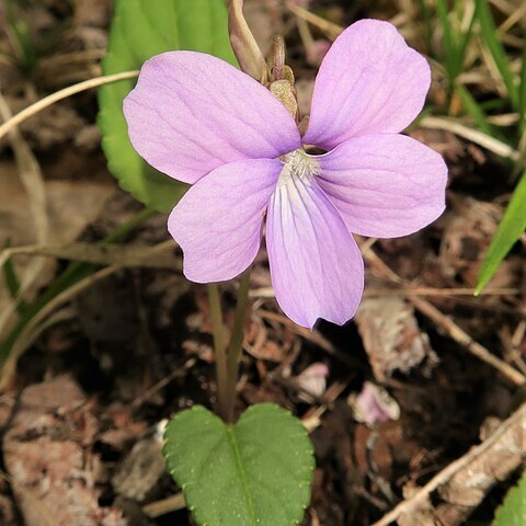 Viola hirtipes unspecified picture