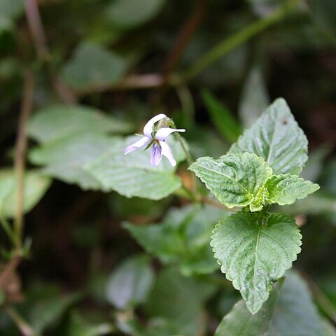 Viola abyssinica unspecified picture