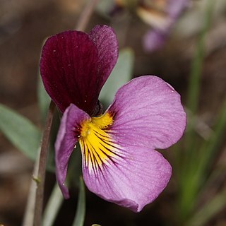 Viola trinervata unspecified picture