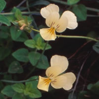 Viola ucriana unspecified picture