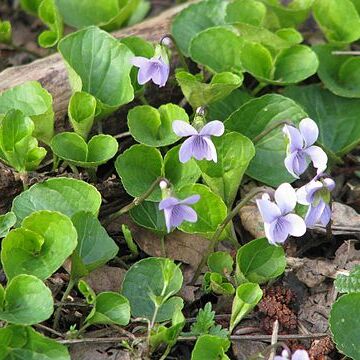 Viola epipsila unspecified picture