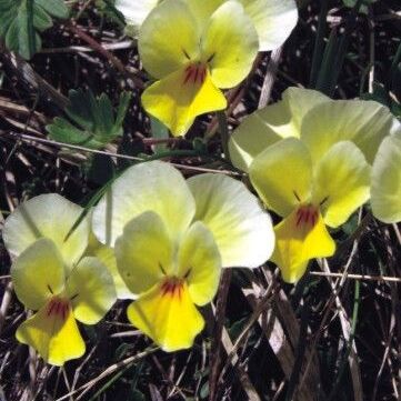 Viola eximia unspecified picture