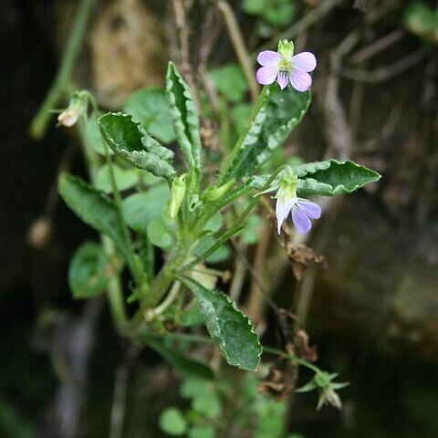 Viola diffusa unspecified picture