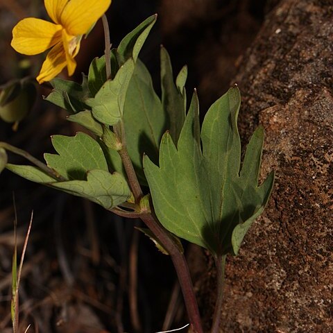 Viola lobata unspecified picture