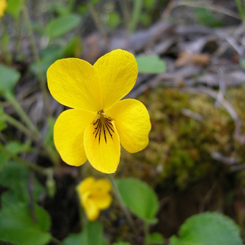 Viola magellanica unspecified picture