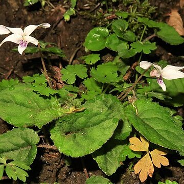 Viola maximowicziana unspecified picture