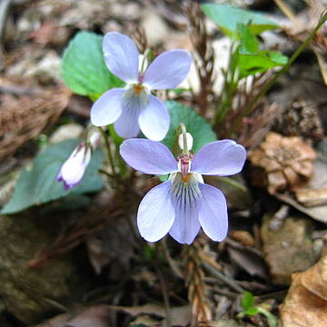 Viola stewardiana unspecified picture