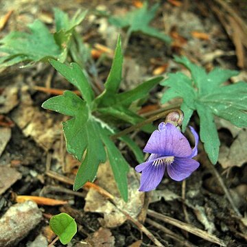 Viola subsinuata unspecified picture