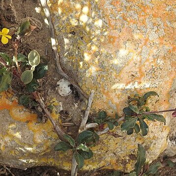 Viola scorpiuroides unspecified picture