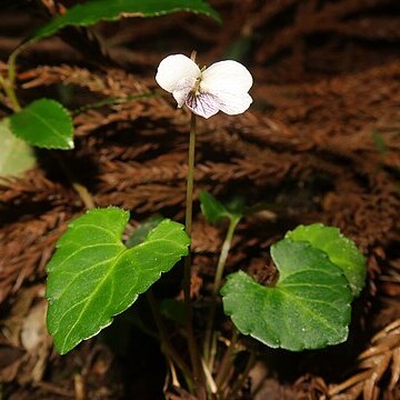 Viola boissieuana unspecified picture