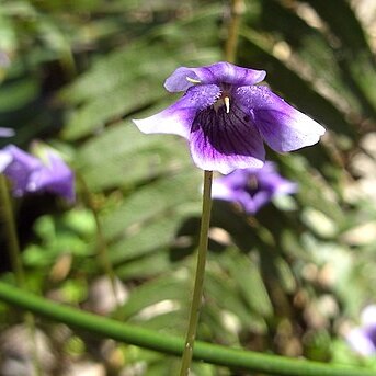 Viola banksii unspecified picture