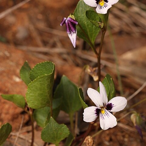 Viola cuneata unspecified picture