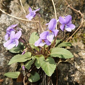 Viola japonica unspecified picture