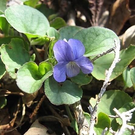 Viola walteri unspecified picture