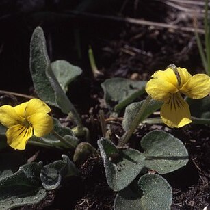 Viola vallicola unspecified picture