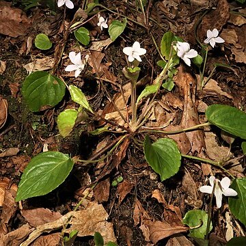 Viola faurieana unspecified picture