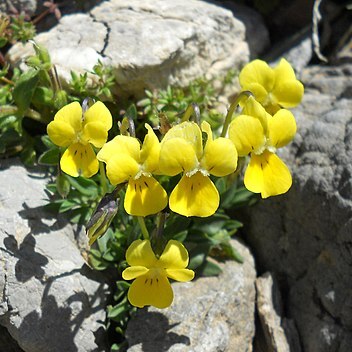 Viola fragrans unspecified picture