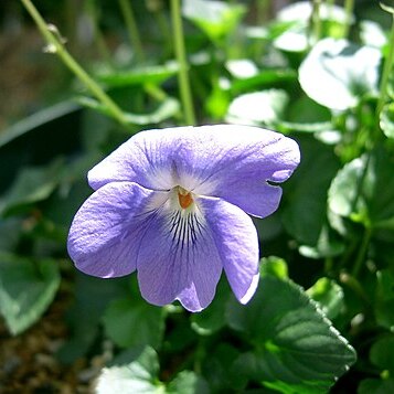 Viola grayi unspecified picture