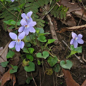 Viola grypoceras unspecified picture