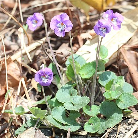 Viola obtusa unspecified picture