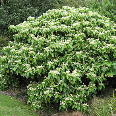 Entelea arborescens unspecified picture