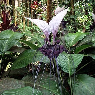 Tacca unspecified picture