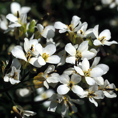 Draba unspecified picture