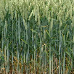 Poaceae unspecified picture