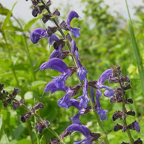 Salvia unspecified picture