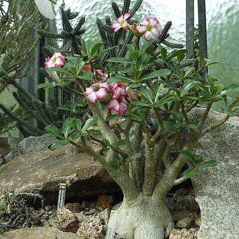 Adenium unspecified picture