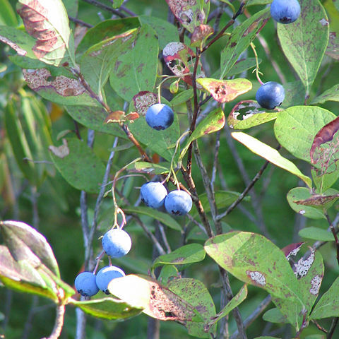 Vaccinium caesariense unspecified picture