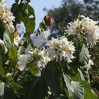 Jasminum angustifolium unspecified picture