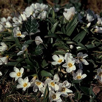 Claytonia acutifolia unspecified picture