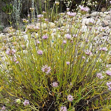 Monardella viminea unspecified picture