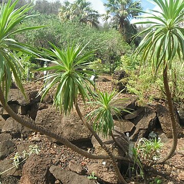 Wilkesia hobdyi unspecified picture