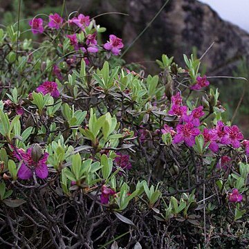 Rhododendron lepidotum unspecified picture