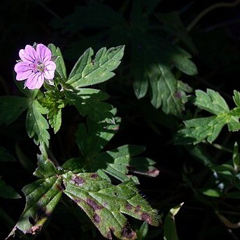 Geranium nepalense unspecified picture